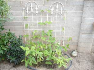 Yard Long Beans plant